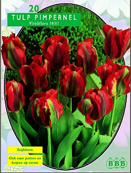 Bloembollen online Tulpenbollen Viridiflora tulpen tulp Viridiflora Pimpernel per 20 tulp Viridiflora Pimpernel per 20 (a5329) Bloembollen online Tulpenbollen Viridiflora tulpen tulp Viridiflora Pimpernel per 20 tulp Viridiflora Pimpernel per 20 (a5329)