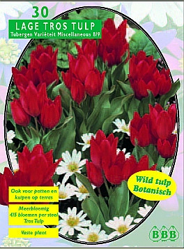Bloembollen online Tulpenbollen Trostulpen tulp Tubergen Varieteit per 30 tulp Tubergen Varieteit per 30 (a5325) Bloembollen online Tulpenbollen Trostulpen tulp Tubergen Varieteit per 30 tulp Tubergen Varieteit per 30 (a5325)