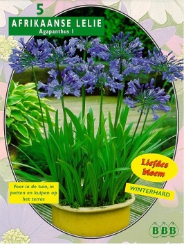 Zomerbollen en vaste planten Diverse soorten Afrikaanse lelie donkerblauw per 3 Afrikaanse lelie donkerblauw per 3 (a6003) Zomerbollen en vaste planten Diverse soorten Afrikaanse lelie donkerblauw per 3 Afrikaanse lelie donkerblauw per 3 (a6003)