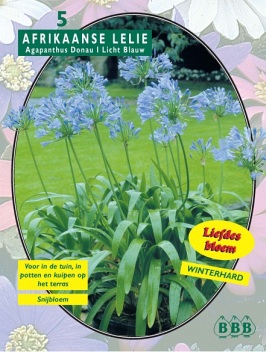 Zomerbollen en vaste planten Diverse soorten Afrikaanse lelie Light Blue per 3 Afrikaanse lelie Light Blue per 3  (a6005)