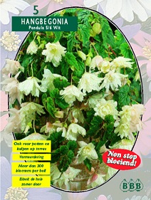 Zomerbollen en vaste planten Begonia Begonia hang wit Begonia hang wit (a6059) Zomerbollen en vaste planten Begonia Begonia hang wit Begonia hang wit (a6059)