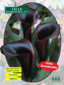 Zomerbollen en vaste planten Calla Aronskelk Calla zwart Aronskelk Calla zwart (a6066) Zomerbollen en vaste planten Calla Aronskelk Calla zwart Aronskelk Calla zwart (a6066)