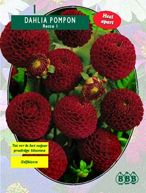 Zomerbollen en vaste planten Dahlia Dahlia pompon Rocco per 1 Dahlia pompon Rocco per 1  (a6161)