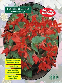 Begonia bertinii oranje per | Tuinbegonia\'s of knolbegonias hier kopen bestelle