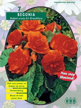 Zomerbollen en vaste planten Begonia Begonia dubbel oranje Begonia dubbel oranje (a6042) Zomerbollen en vaste planten Begonia Begonia dubbel oranje Begonia dubbel oranje (a6042)