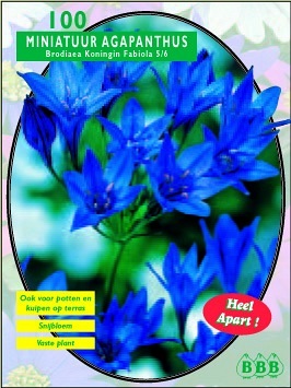 Zomerbollen en vaste planten Diverse soorten Miniatuur agapanthus Brodiaea per 100 Miniatuur agapanthus Brodiaea per 100 (a6063) Zomerbollen en vaste planten Diverse soorten Miniatuur agapanthus Brodiaea per 100 Miniatuur agapanthus Brodiaea per 100 (a6063)