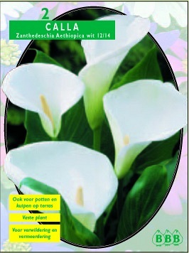 Zomerbollen en vaste planten Calla Aronskelk Calla wit per 2 Aronskelk Calla wit per 2 (a6065) Zomerbollen en vaste planten Calla Aronskelk Calla wit per 2 Aronskelk Calla wit per 2 (a6065)