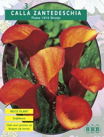 Zomerbollen en vaste planten Calla Aronskelk Calla oranje Aronskelk Calla oranje (a6067) Zomerbollen en vaste planten Calla Aronskelk Calla oranje Aronskelk Calla oranje (a6067)