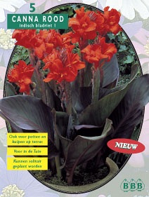 Zomerbollen en vaste planten Canna Indisch Bladriet roodblad rood per 5 Indisch Bladriet roodblad rood per 5 (a6079) Zomerbollen en vaste planten Canna Indisch Bladriet roodblad rood per 5 Indisch Bladriet roodblad rood per 5 (a6079)