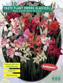 Zomerbollen en vaste planten Gladiool Gladiool nanus winterhard mix per 30 Gladiool nanus winterhard mix per 30 (a6208) Zomerbollen en vaste planten Gladiool Gladiool nanus winterhard mix per 30 Gladiool nanus winterhard mix per 30 (a6208)
