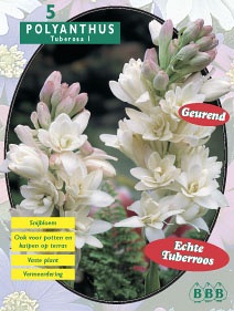 Zomerbollen en vaste planten Diverse soorten Tuberroos Polyanthus per 5 Tuberroos Polyanthus per 5 (a6304) Zomerbollen en vaste planten Diverse soorten Tuberroos Polyanthus per 5 Tuberroos Polyanthus per 5 (a6304)