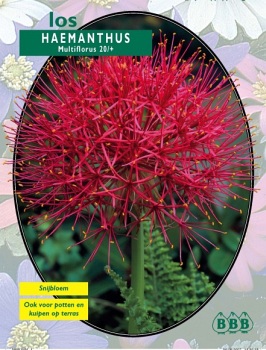 Zomerbollen en vaste planten Diverse soorten Poederkwast Haemanthus los Poederkwast Haemanthus los (a6213) Zomerbollen en vaste planten Diverse soorten Poederkwast Haemanthus los Poederkwast Haemanthus los (a6213)