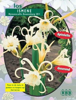 Zomerbollen en vaste planten Diverse soorten Spinlelie Ismene Zwanenburg los Spinlelie Ismene Zwanenburg los (a6243) Zomerbollen en vaste planten Diverse soorten Spinlelie Ismene Zwanenburg los Spinlelie Ismene Zwanenburg los (a6243)