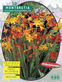 Zomerbollen en vaste planten Diverse soorten Wilhelmientjes mix per 30 Wilhelmientjes mix per 30 (a6285) Zomerbollen en vaste planten Diverse soorten Wilhelmientjes mix per 30 Wilhelmientjes mix per 30 (a6285)