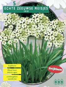 Zomerbollen en vaste planten Diverse soorten Zeeuwse Meisjes Ornitho. saund. per 3 Zeeuwse Meisjes Ornitho. saund. per 3 (a6288) Zomerbollen en vaste planten Diverse soorten Zeeuwse Meisjes Ornitho. saund. per 3 Zeeuwse Meisjes Ornitho. saund. per 3 (a6288)