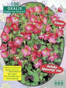 Zomerbollen en vaste planten Diverse soorten Geluks Klavertje Vier Oxalis per 100 Geluks Klavertje Vier Oxalis per 100 (a6291) Zomerbollen en vaste planten Diverse soorten Geluks Klavertje Vier Oxalis per 100 Geluks Klavertje Vier Oxalis per 100 (a6291)