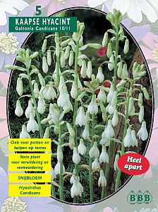 Zomerbollen en vaste planten Diverse soorten Kaapse Hyacint Galtonia per 5 Kaapse Hyacint Galtonia per 5 (a6189) Zomerbollen en vaste planten Diverse soorten Kaapse Hyacint Galtonia per 5 Kaapse Hyacint Galtonia per 5 (a6189)