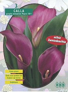 Zomerbollen en vaste planten Calla Aronskelk Calla paars per 3 Aronskelk Calla paars per 3  (a6068)