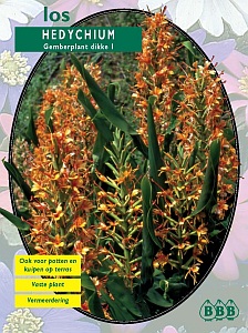 Zomerbollen en vaste planten Diverse soorten Gemberplant Hedychium los Gemberplant Hedychium los (a6214) Zomerbollen en vaste planten Diverse soorten Gemberplant Hedychium los Gemberplant Hedychium los (a6214)