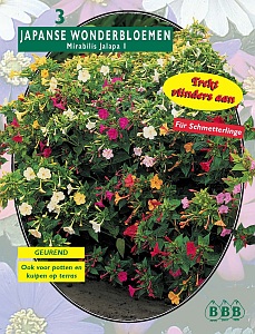 Zomerbollen en vaste planten Diverse soorten Japanse Wonderbloem Japanse Wonderbloem (a6345) Zomerbollen en vaste planten Diverse soorten Japanse Wonderbloem Japanse Wonderbloem (a6345)