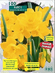 Bloembollen online Narcis Narcis mini Quail per 100 Narcis mini Quail per 100 (a5158) Bloembollen online Narcis Narcis mini Quail per 100 Narcis mini Quail per 100 (a5158)