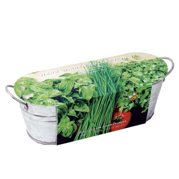 Zaden online Kruidenzaden Zinken teiltje Aromatische kruiden Zinken teiltje Aromatische kruiden (TP85463) Zaden online Kruidenzaden Zinken teiltje Aromatische kruiden Zinken teiltje Aromatische kruiden (TP85463)