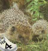 Egels Egels