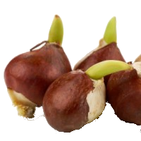 Tulpenbollen Tulpenbollen