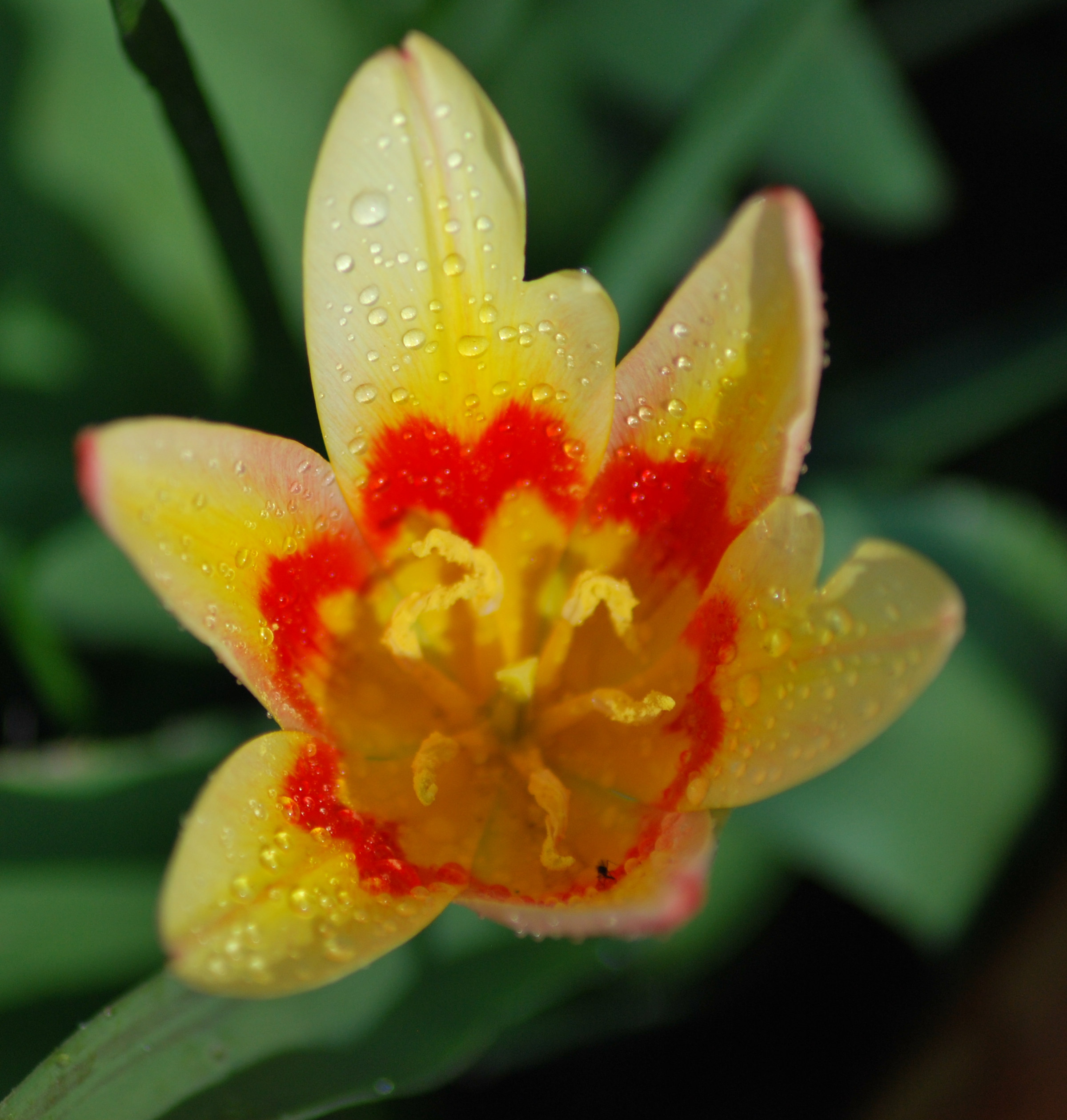 Geschiedenis van de tulp Geschiedenis van de tulp